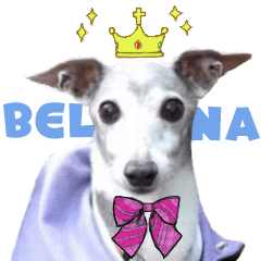 Italian Greyhound BELNA