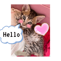 小屁虎（貓）日常