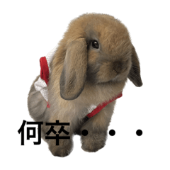 Nachopo_20221111174226