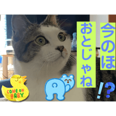 sayuri_20221111184206