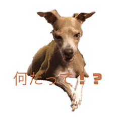 sayuri_20221112072355