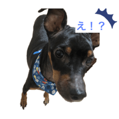 Miniature Pinscher  SPIKE