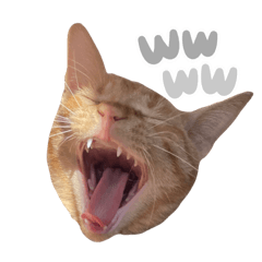 RIRIKA_20221112000336