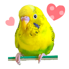 Pi-chan Budgerigar Sticker02