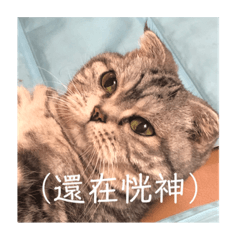 貓貓超可愛！