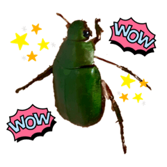 scarab beetle3