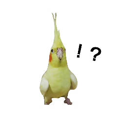 cute cockatiel piyo