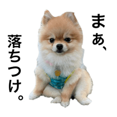 Pomeranian prin (daily)