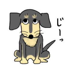 Stickers, loose and cute dachshunds