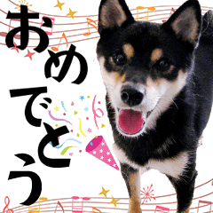 Japanese dog Kuroshiba's daily life 9
