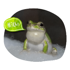 maaasan_frog