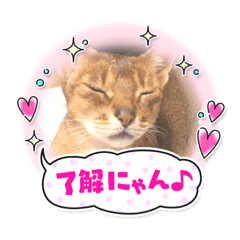 shinba_20221113125148