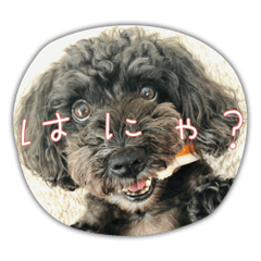 suzu_20221113112109
