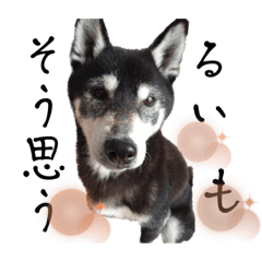 Shiho_20221113134825