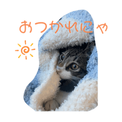 Mikan-mam_20221113014603