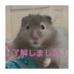 hamster mozuku ohagi