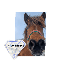 Hikari_20221113205756