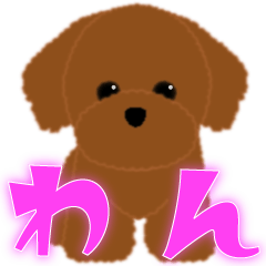 4 color of Toy Poodle