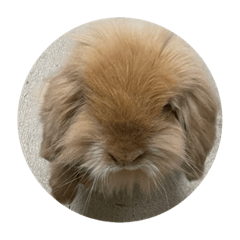 shiho_20221113224055