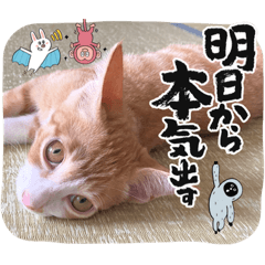 shinba_cat_life
