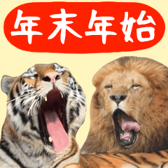 Dance meeting of the zoo