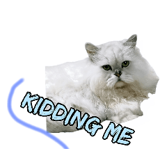 smart cat 3 – LINE stickers | LINE STORE