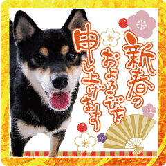 Japanese dog Kuroshiba's daily life 11