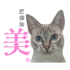 momoko_20221114103036