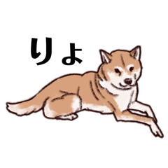Shiba Inu-Kanta