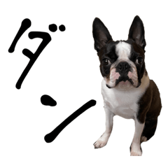 Dan the Boston Terrier