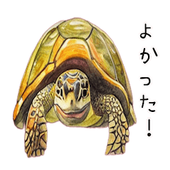 Turtle and Lizard watercolor sticker