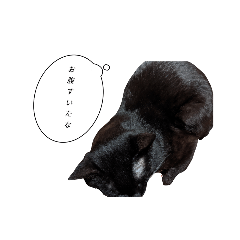 mizuki_20221115025747