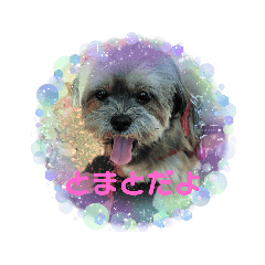 shiho_20221115150605