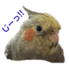 kazyu_20221115163237