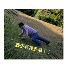 楊莫多龍