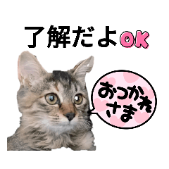 tomomi_20221115173721