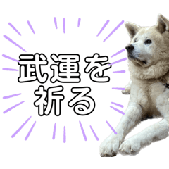 秋田犬あずき2