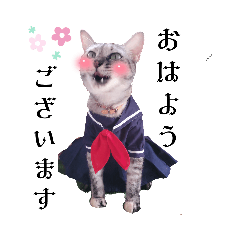 yoshida sayaka_20221115211131