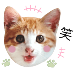 red tabby cat  kei's photo sticker