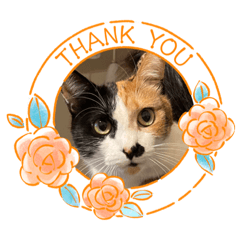 momoko_20221116192405