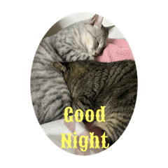 Shiho_20221116232333