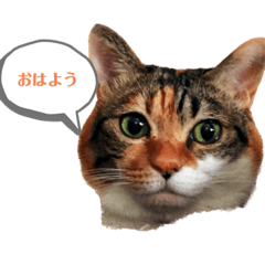 shin085