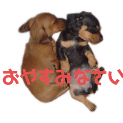Dachshund Julie