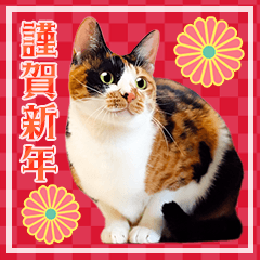New Year's sticker with Cats photo