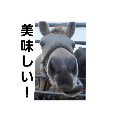 Hikari_20221117113346