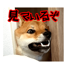 柴犬すばる＆お友達
