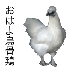 japanese silky chicken