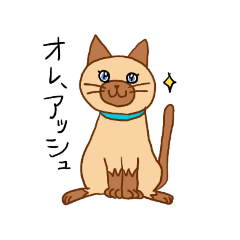 Ash (cat)-Umitani Koneko_20221117181821