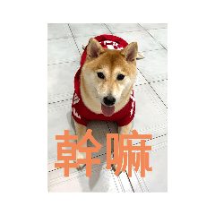 "可愛的柴犬"