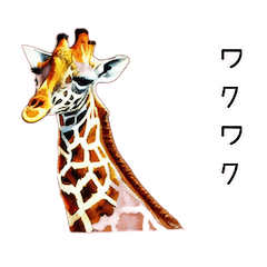 watercolor giraffe and panda sticker